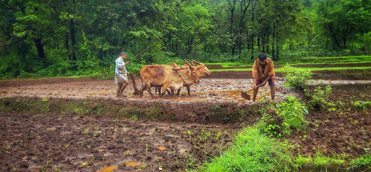 Indian Farmer